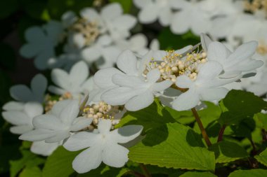 Japon kartopu, Viburnum plicatum, çiçeğin başını kapatın.
