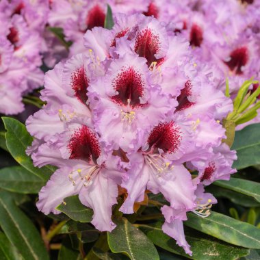 Rhododendron Hybrid Kabarett, Rhododendron hybrid