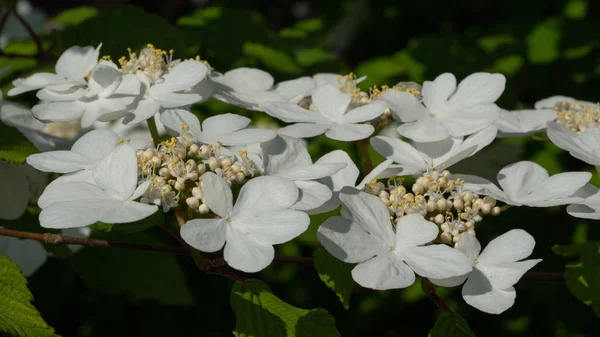 Японський Сніговий Viburnum Plicatum Близько Голови Квітки — стокове фото