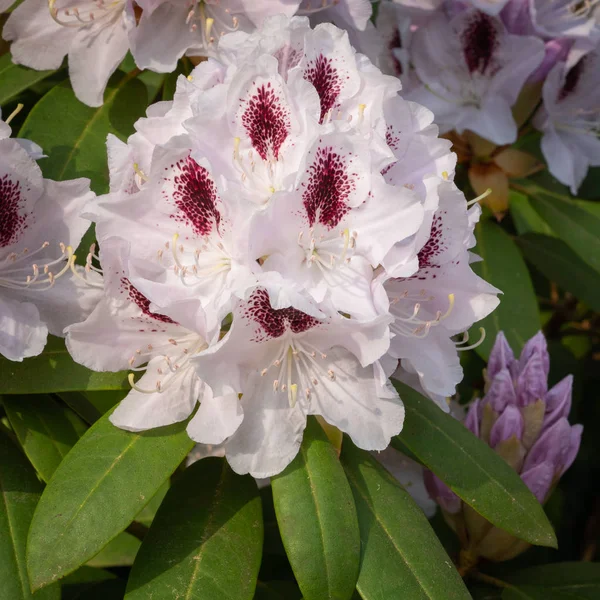 Rhododendron Hybrid Calsap, Rhododendron Hybrid — Stockfoto