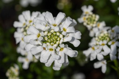 Evergreen Candytuft (Iberis sempervirens), ilkbahar çiçekleri