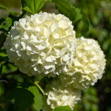 Kartopu (Viburnum opulus), bir üçgen içinde üç çiçekleri