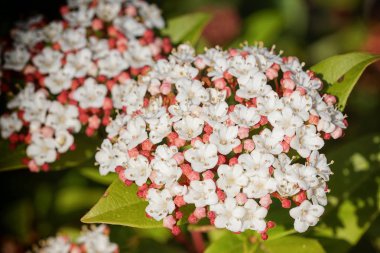 Laurustinus (Viburnum tinus), bahçe çiçekleri