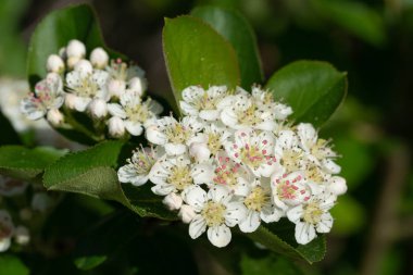 Siyah chokeberry (Aronia melanocarpa), superfruit bloom