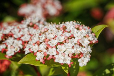 Laurustinus (Viburnum tinus), bahçe çiçekleri