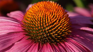 Coneflower (Echinacea purpurea), yazın çiçekleri
