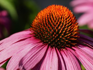 Coneflower (Echinacea purpurea), yazın çiçekleri