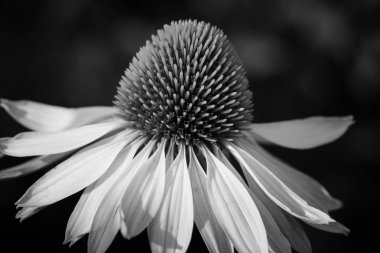 Coneflower Beyaz Kuğu (Echinacea purpurea), yaz, çiçekler