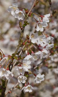 Süs Kiraz ağacı, Prunus incisa, Kojou-no-mai