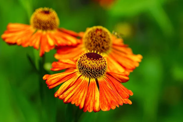 Helens Flower Helenium Fiori Dell Estate — Foto Stock