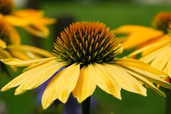 Krokodyl Echinacea Purpurea Kwiaty Latem — Zdjęcie stockowe