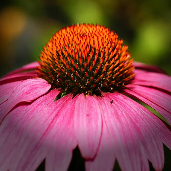 Krokodyl Echinacea Purpurea Kwiaty Latem — Zdjęcie stockowe