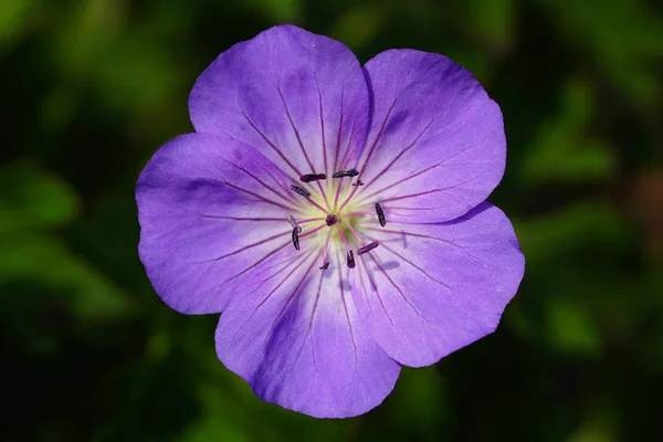 Küllü Cranesbill Sardunya Cinereum Yaz Çiçekler — Stok fotoğraf