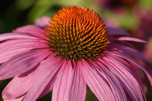 Krokodyl Echinacea Purpurea Kwiaty Latem — Zdjęcie stockowe