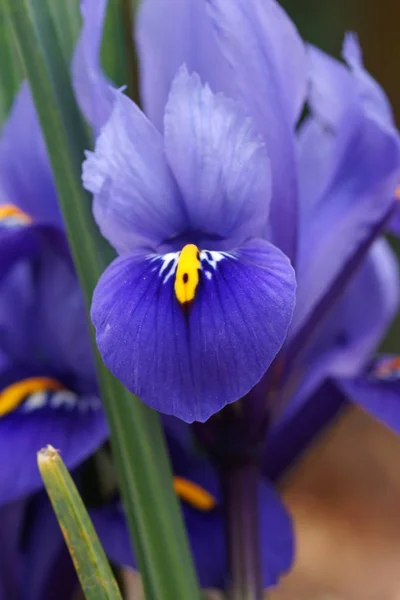 ドワーフひげのないアイリス 春の花 — ストック写真