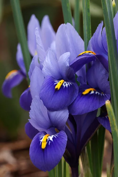 Karzeł Irys Bez Brody Kwiaty Wiosny — Zdjęcie stockowe