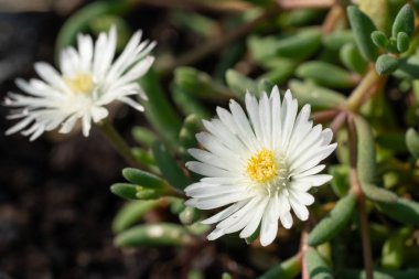 Gün ortası çiçeği (Delosperma congestum), çiçeğin başını kapat