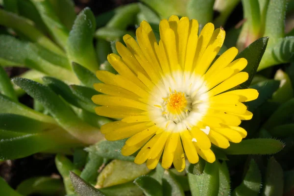 Mittagsblume Delosperma Congestum Nahaufnahme Des Blütenkopfes — Stockfoto