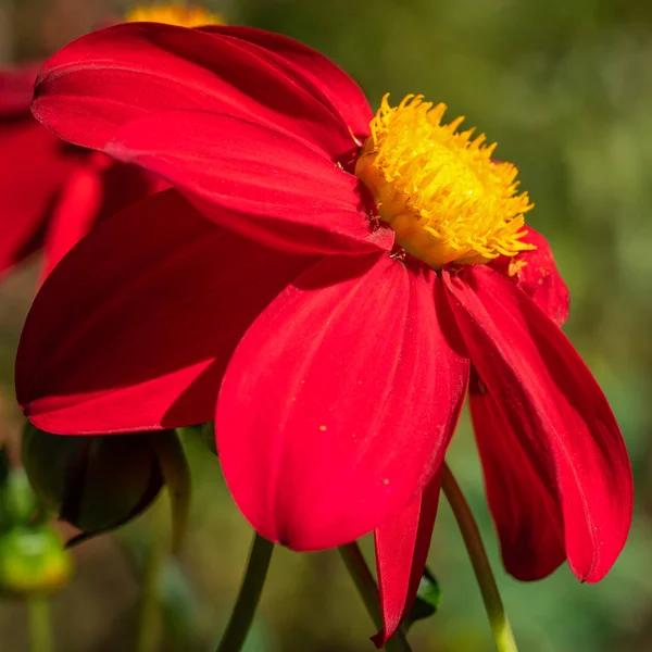 Dahlia Dahlia Fleurs Été — Photo