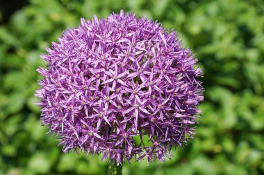Allium Globemaster, bahar çiçekleri