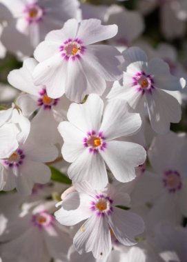 Moss Phlox (Phlox subulata), yaz, çiçekler