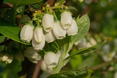 Yaban mersini (Vaccinium myrtillus çiçeği)