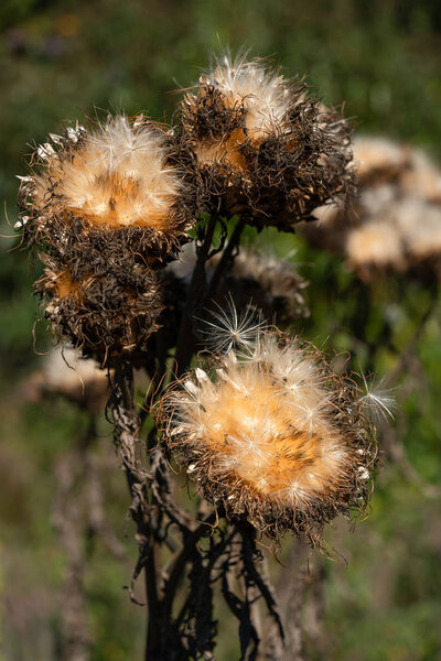 Artichoke (Cynara cardunculus), withered blossom in autumn light