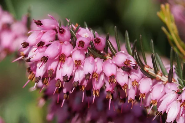 Ling Calluna Vulgaris Blommor Trädgården — Stockfoto