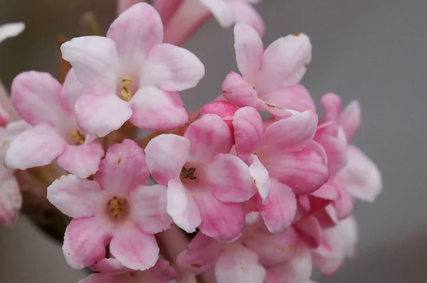 Viburnum Viburnum Farreri Flores Los Jardines — Foto de Stock