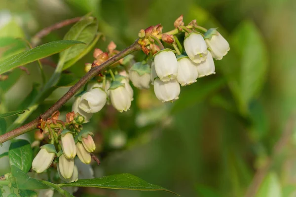 Blossom Blueberry Vaccinium Myrtillus — Stock Photo, Image