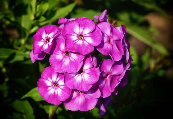 Bahçe Phlox (Phlox paniculata), yazın çiçekleri
