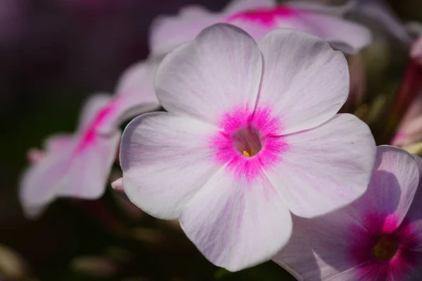 Jardín Phlox Phlox Paniculata Flores Del Verano — Foto de Stock