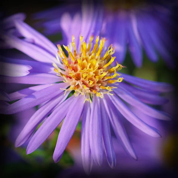 Aster Montagne Aster Dumosus Couleurs Automne — Photo