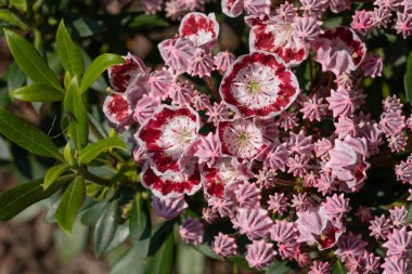 Dağ defne kuşu (Kalmia latifolia), çiçeğin başını kapat
