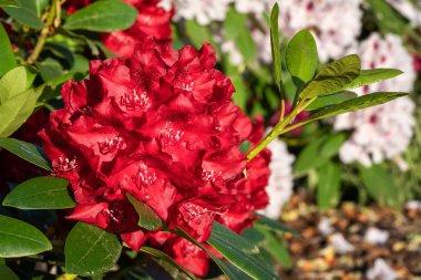 Rododendron Melezi Rabatz (Rhododendron melezi), çiçeğin başını kapat