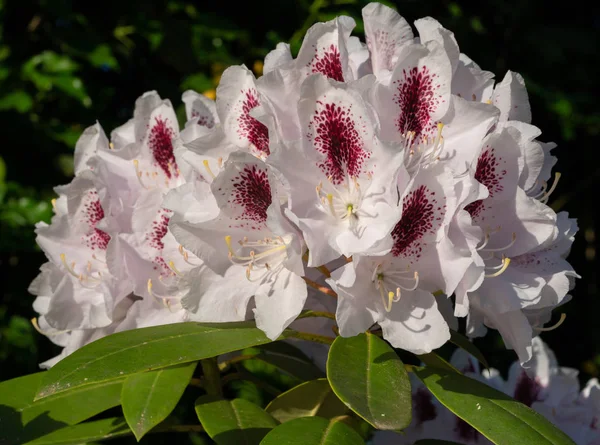 Rhododendron Hybrid Calsap Rhododendron Hybrid Close Flower Head — Stock Photo, Image