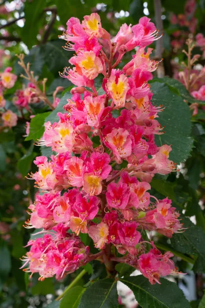 Червоний Кінський Каштан Aesculus Carnea Крупним Планом Цвітіння — стокове фото