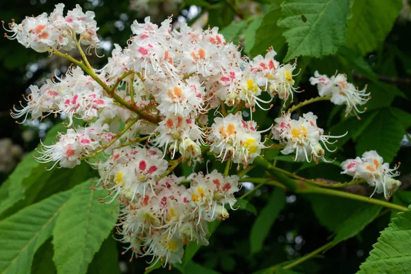 Conker Drzewa Aesculus Hippocastanum Bliska Kwiat — Zdjęcie stockowe