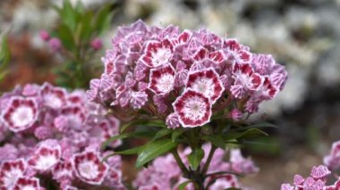 Dağ defne kuşu (Kalmia latifolia), çiçeğin başını kapat