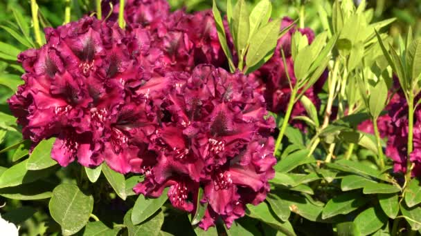 Rododendro Híbrido Medianoche Belleza Híbrido Rhododendron — Vídeo de stock