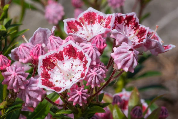 Δάφνες Του Βουνού Kalmia Latifolia Κοντά Στην Κεφαλή Του Λουλουδιού — Φωτογραφία Αρχείου