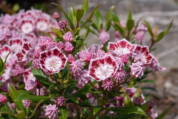 Dağ defne kuşu (Kalmia latifolia), çiçeğin başını kapat