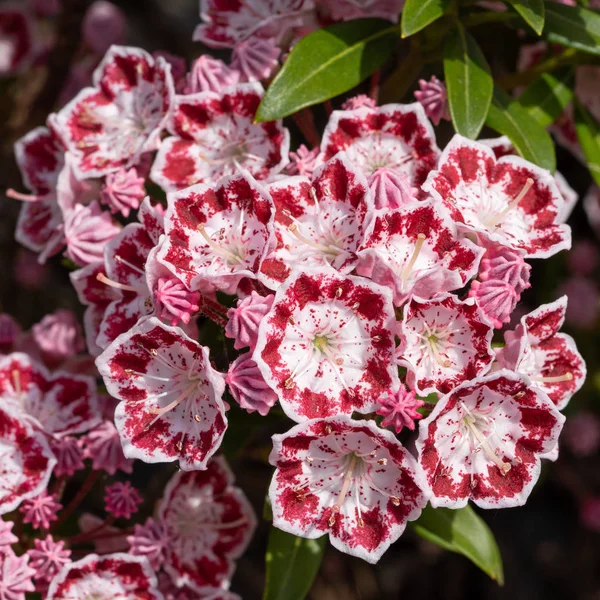 Гірський Лавр Kalmia Latfolia Крупним Планом Квіткової Голови — стокове фото