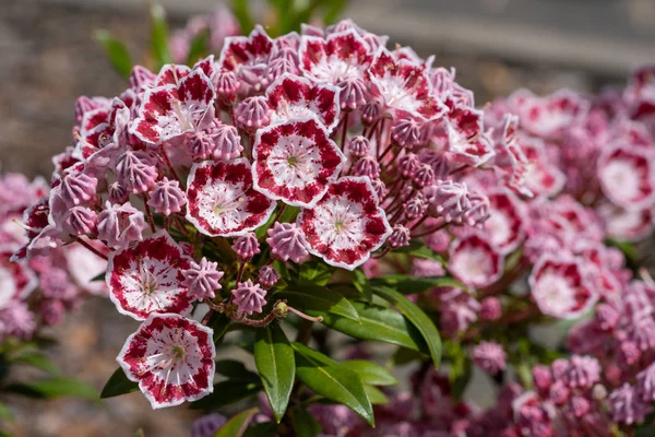 Mountain laurel (Kalmia latifolia), close up of the flower head