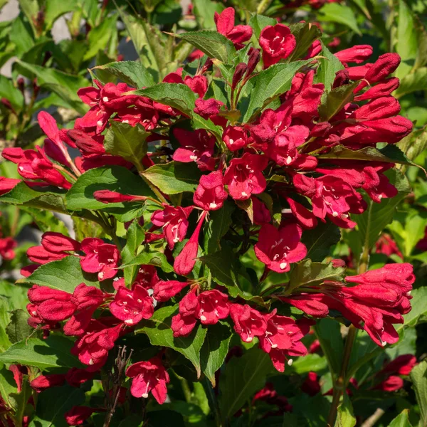 Weigela (Weigela Florida), çiçeğin başını kapat.