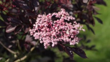 Siyah yaşlı (Sambucus nigra), çiçeğin başını kapat