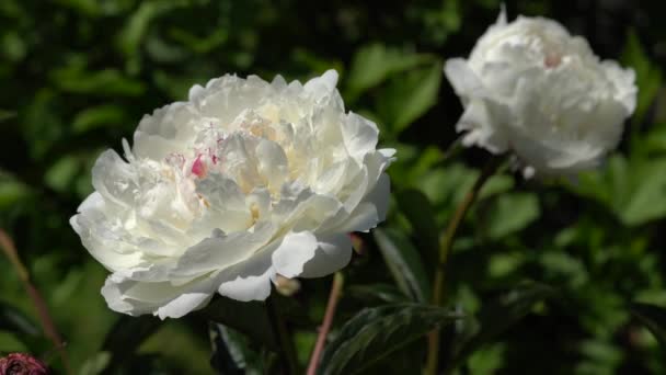 Pfingstrose Paeonia Lactiflora Sommerblumen — Stockvideo