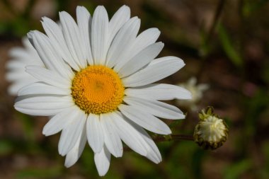 Papatya (Leucanthemum vulgare), çiçeğin başını kapat