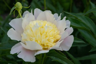 Şakayık (Paeonia lactiflora), yazın çiçekleri
