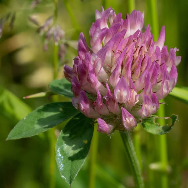 Trifoglio Rosso Trifolium Pratense Fiori Prati — Foto Stock